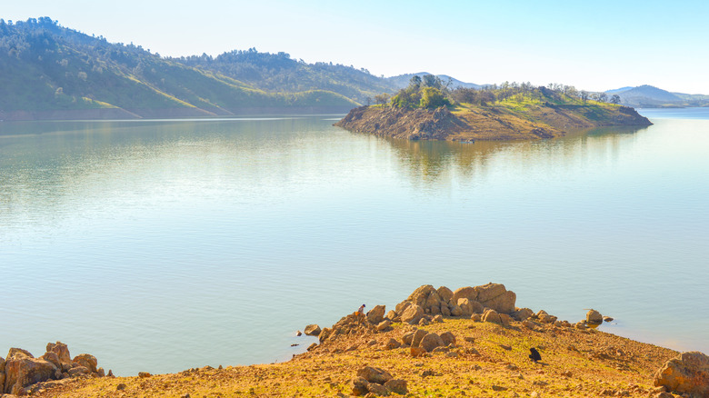 An island in Don Pedro Lake.