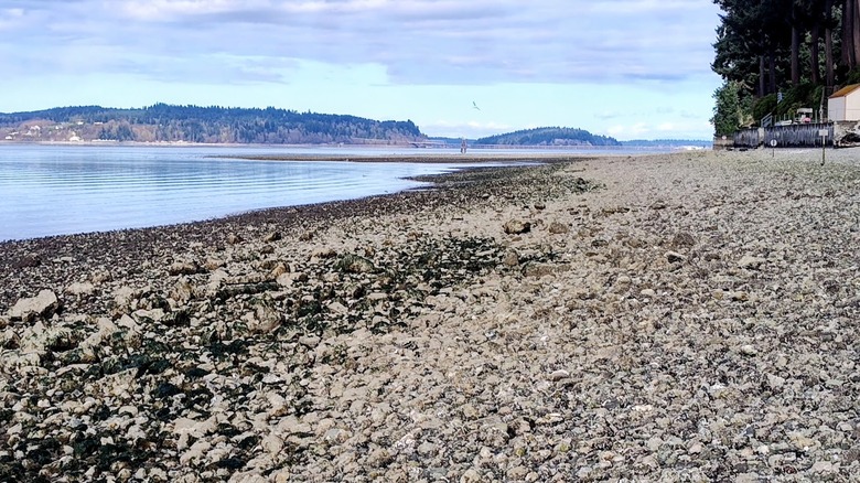 Kitsap Memorial State Park beach
