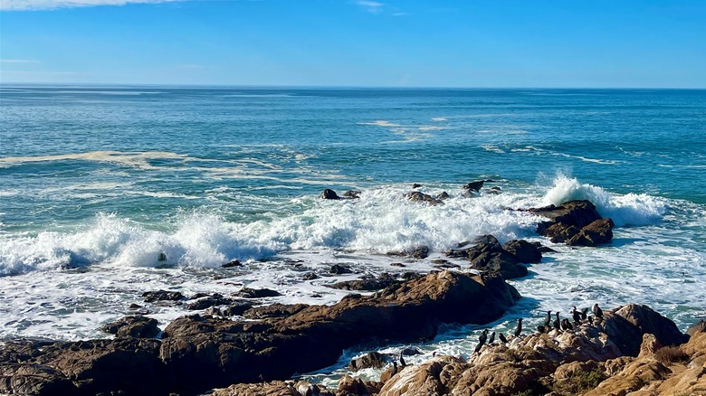 Birds on the rocks at Moonstone Beach in Cambria, California