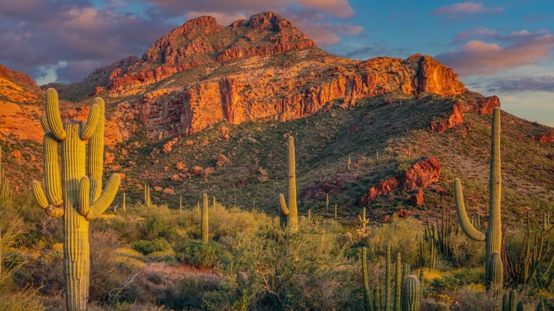 Desert mountains and cacti in Arizona