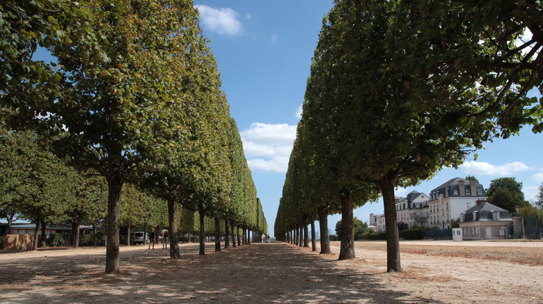 Gardens in Saint-Germain-en Laye Park