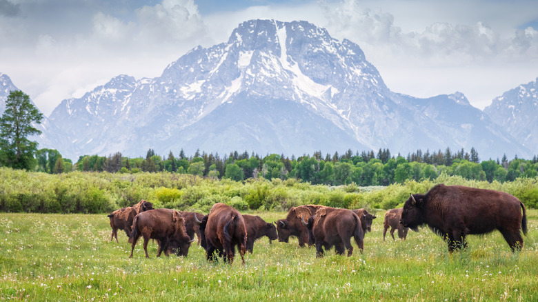 A herd of buffalo graze beneath the high mountains of the Grand Tetons