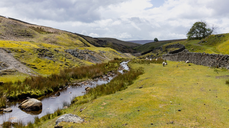 A small river surrounded by green rolling hills and ancient stone walls in England's Yorkshire Dales