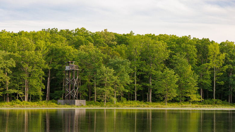 A weathered wooden observation tower stands on the shore of Cash Lake within the Patuxent Research Refuge in Maryland