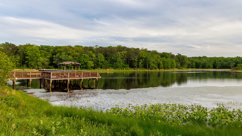 Fishing pier extends over the lily pad-covered water of Cash Lake in Patuxent Research Refuge in Maryland