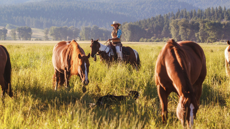 A woman riding horseback in a field surrounded by grazing horses and forest scenery at Paws Up Montana