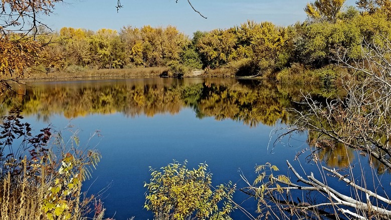 Trees reflecting in the water at Payette Greenbelt Pond in Idaho