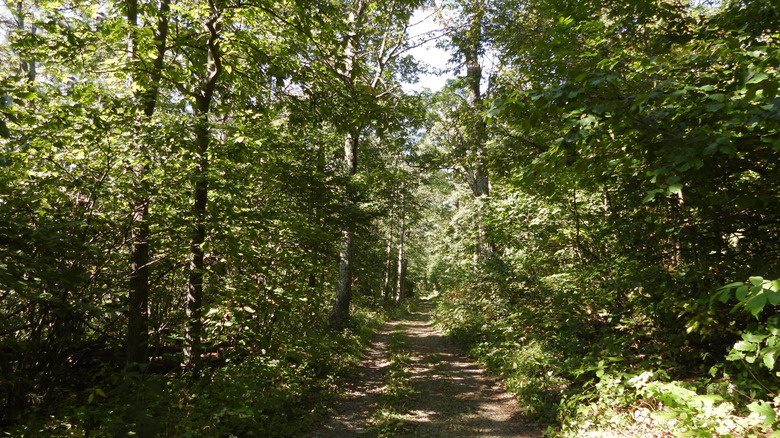 A quiet hiking trail in the Blue Ridge Mountains, VA