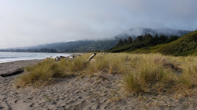 Foggy landscape shot of Pelican State Beach