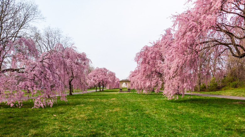 Spring cherry blossoms sprouting pink flowers at Fairmount Park in Philadelphia, Pennsylvania