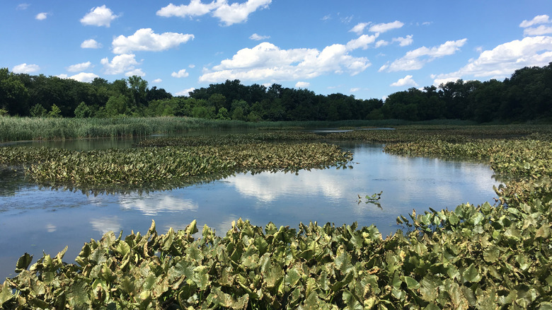 Reflections on the marsh at John Heinz National Wildlife Refuge, near Philadelphia, Pennsylvania