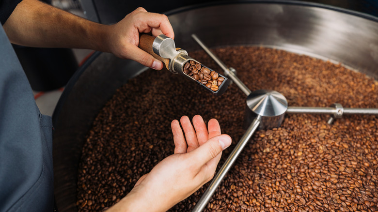 A coffee roaster checking quality of beans