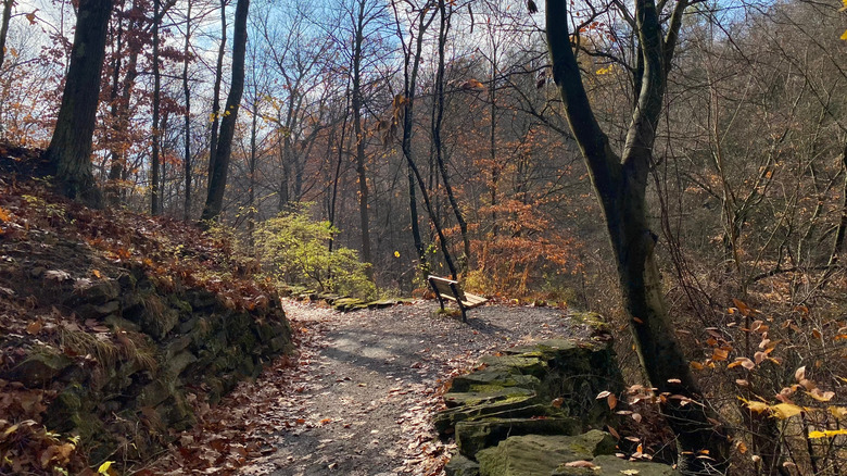 Treed path leading to wooden bench and scenic outlook in Frick Park