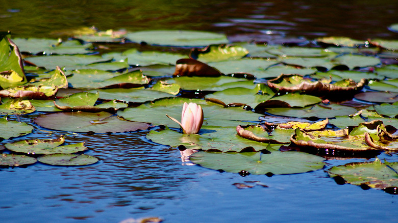 Water lilies on the surface of Eagles Mere Lake