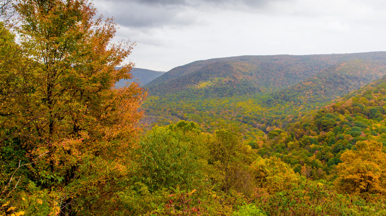 views from a high scenic viewpoint in ohiopyle state park