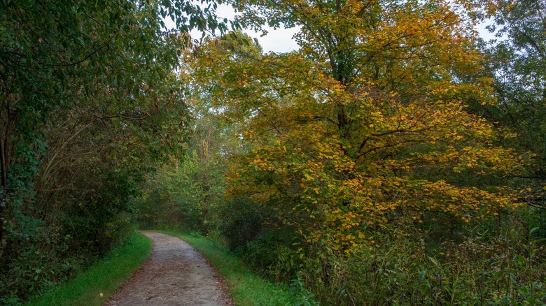 Fall leaves on trees along Montour Trail