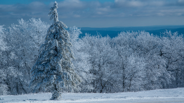 Trees covered in snow, with mountains behind, at Blue Knob State Park