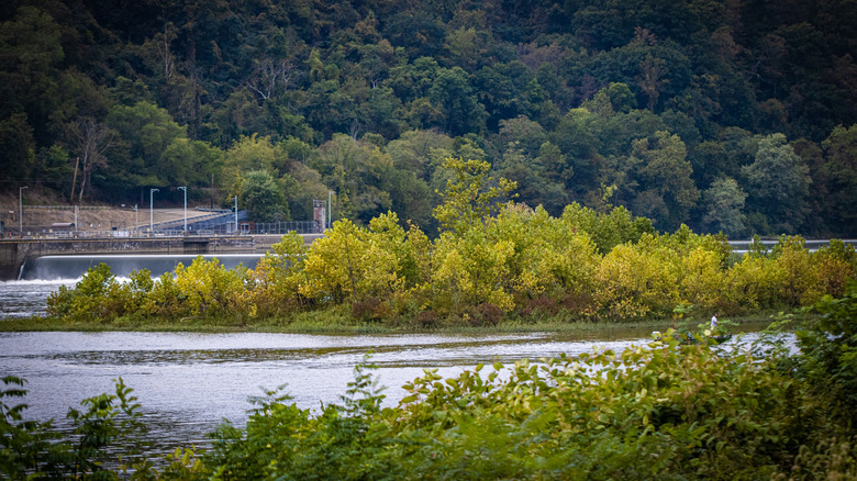 An island covered in green foliage along the Allegheny River, Kittanning, Pennsylvania