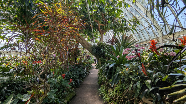 View of the interior of Phipps Conservatory and Botanical Gardens, Pittsburgh