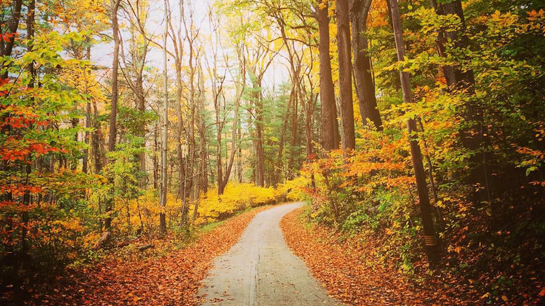 A trail with fall foliage at Ridley Creek State Park