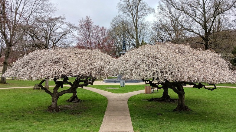 two small trees on green grass