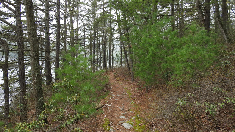 wooded hiking trails near Long Pine Run Reservoir in Pennsylvania