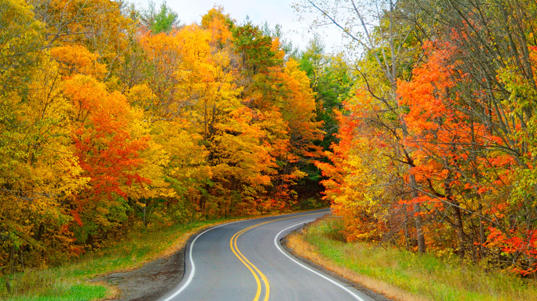 Image of a road flanked by maple trees in Southwestern Pennsylvania