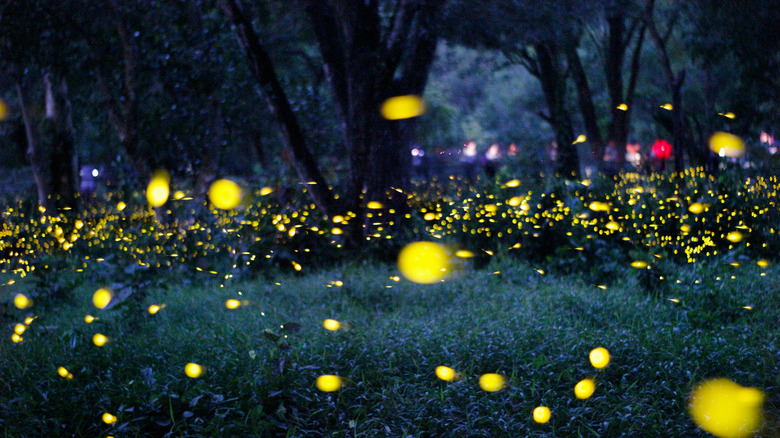 Thousands of fireflies in a forest
