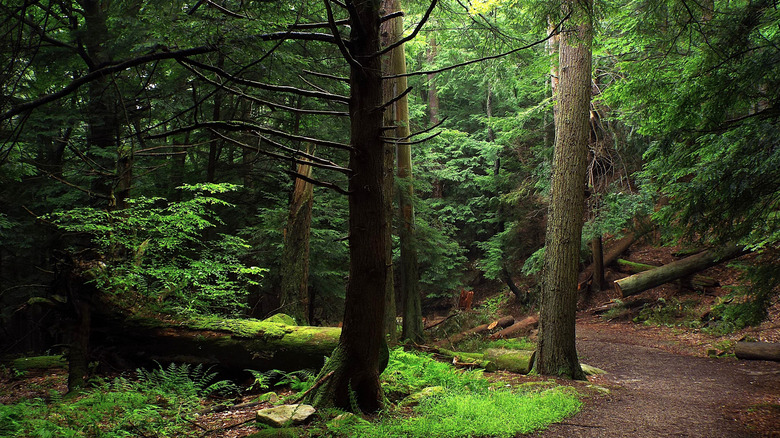 Tree-lined trail in Cook Forest State Park