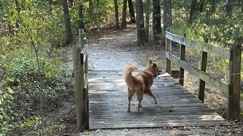 A dog on a trail at Keystone State Park, PA