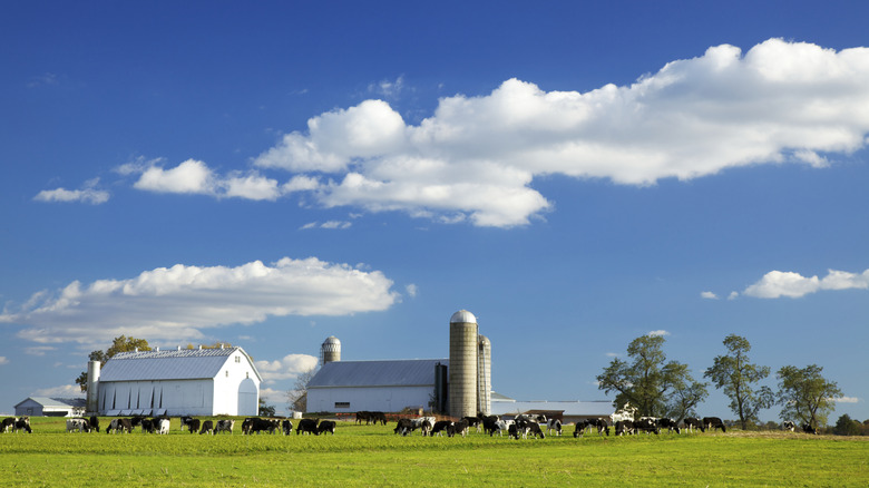 Dairy farm in Lancaster County