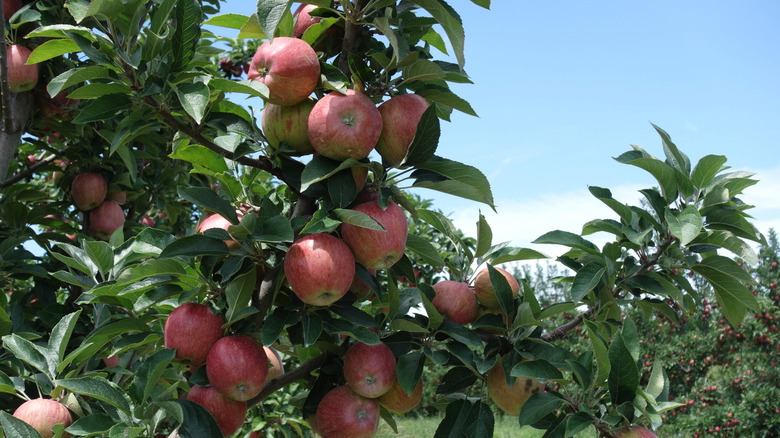 Pennsylvania apple orchard