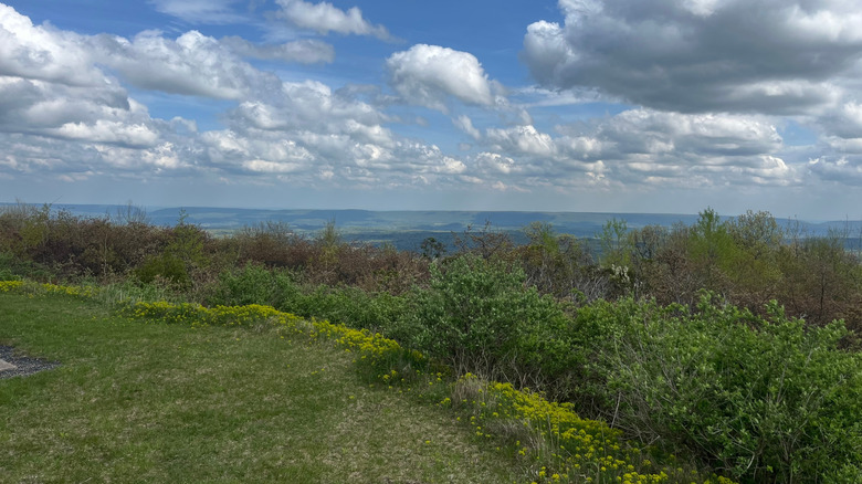 view of grass, plants, and mountains in Big Pocono State Park