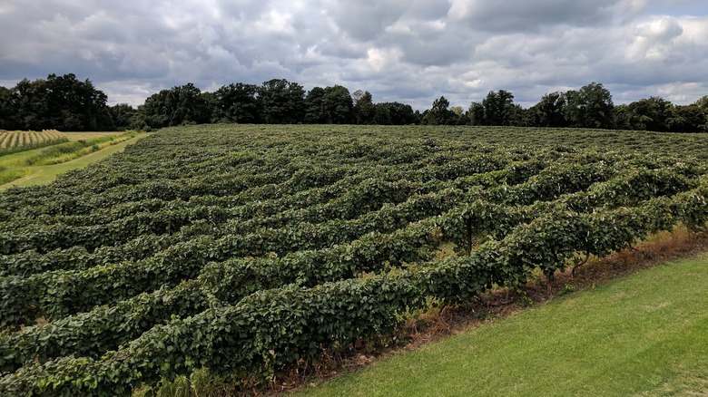 Green vineyards on a cloudy day in North East, Pennsylvania at South Shore Wine Company