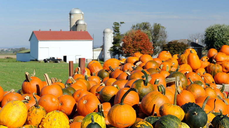 A group of pumpkins and farmhouse