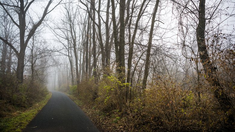 Road with trees and fog along Ironton Rail Trail