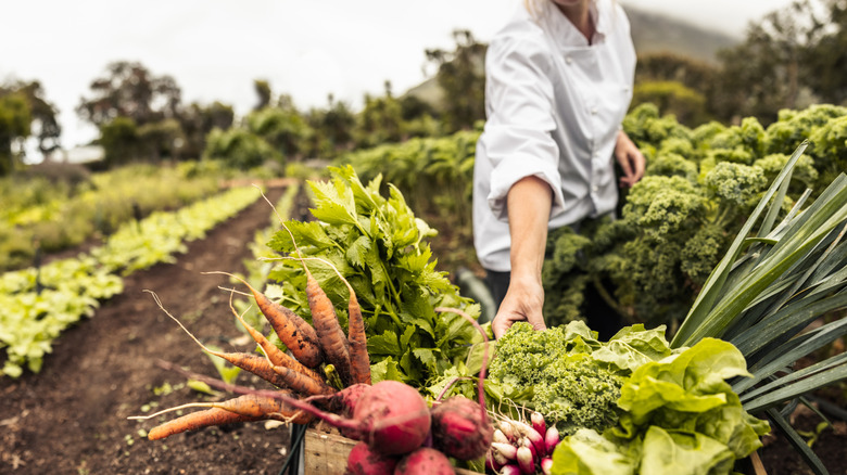 Vegetable crops at an organic farm