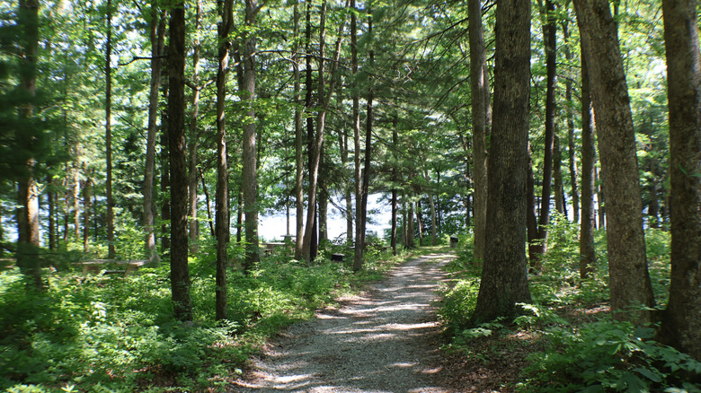A wooded path at Mauch Chunk Lake Park