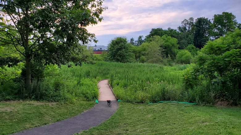 Boardwalk through a wetland at Angelica Creek Park in Pennsylvania