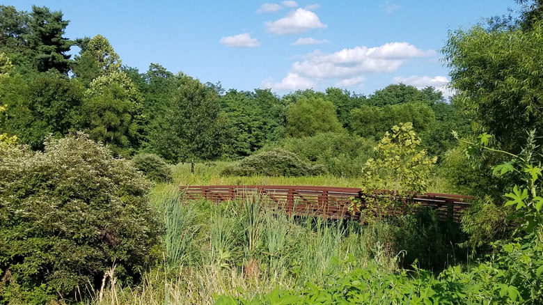 A bridge hidden among greenery in Angelica Creek Park in Pennsylvania