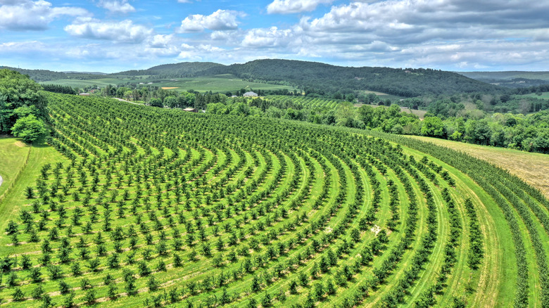 Aerial view of orchard hills in Biglerville