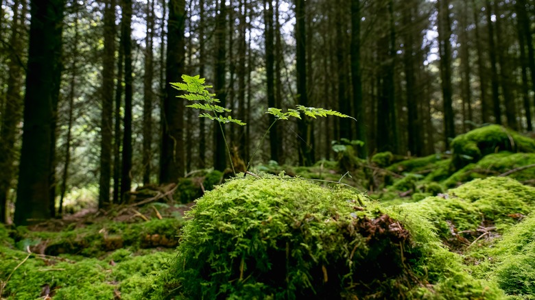 Moss covering the forest floor