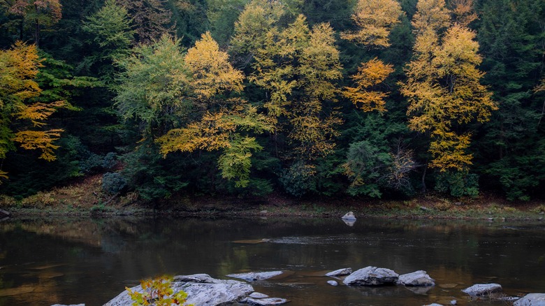 Fall colors at Cook State Park, PA