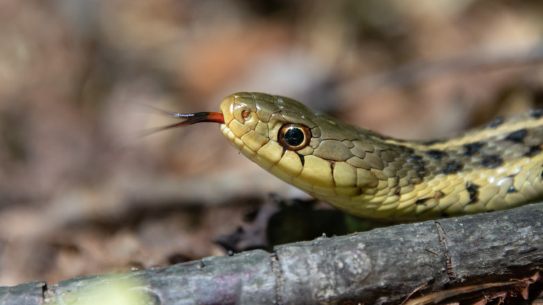 A closeup of the shorthead garter snake