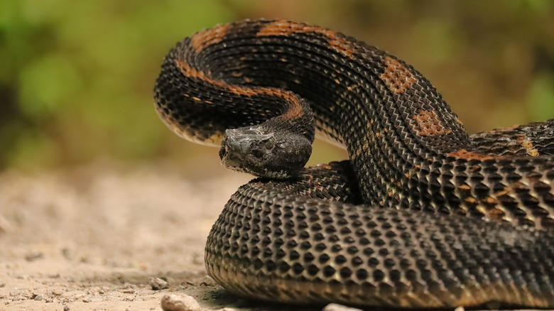 A closeup of a gorgeous timber rattlesnake