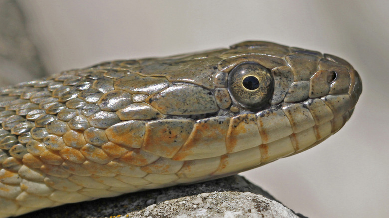 A closeup of a Lake Erie water snake