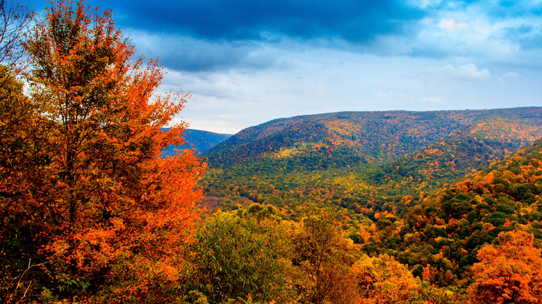 Fall foliage at Laurel Hill State Park
