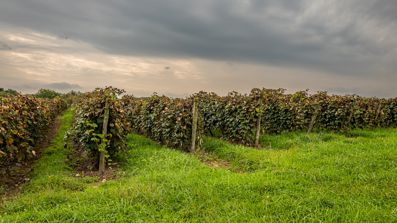 Rows of grape vines in at Presque Isle Wine Cellars in Pennsylvania near Lake Erie.