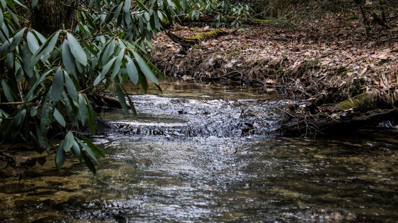 a flowing stream at a state park in pennsylvania