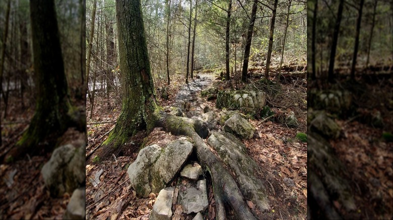 Trees, rocks, and a stream at Mont Alto State Park